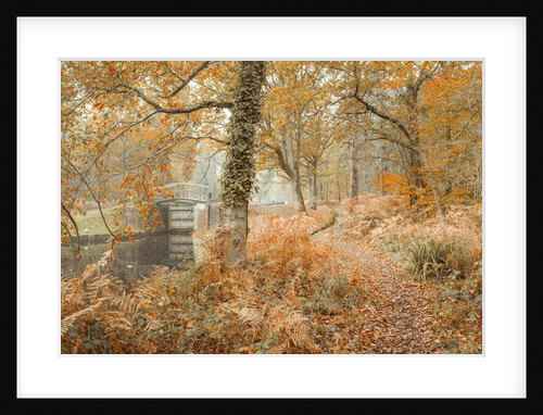 Canal through forest by Assaf Frank